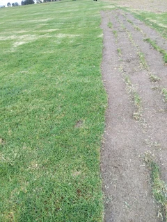 Fresh lawn from farm