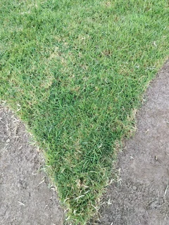 Fresh lawn from farm