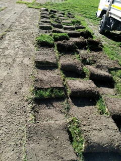 Fresh lawn from farm