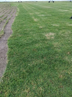 Fresh lawn from farm