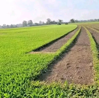 Fresh lawn from farm