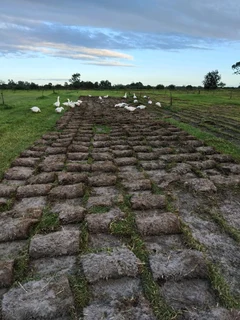 Berea, Kikuyu, Buffalo Grass And Compost