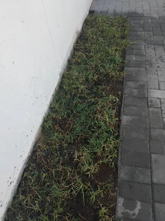 BEREA, KIKUYU, BUFFALO GRASS AND COMPOST