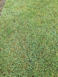 BEREA, KIKUYU, BUFFALO GRASS AND COMPOST