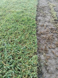 BEREA, KIKUYU, BUFFALO GRASS AND COMPOST
