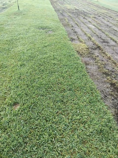 BEREA, KIKUYU, BUFFALO GRASS AND COMPOST