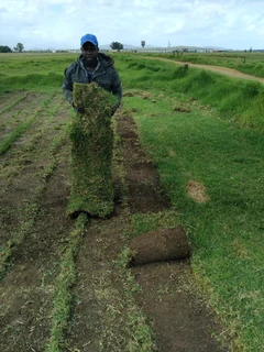 Ever green kikuyu grass