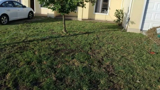 Ever green kikuyu grass