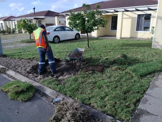 Ever green kikuyu grass