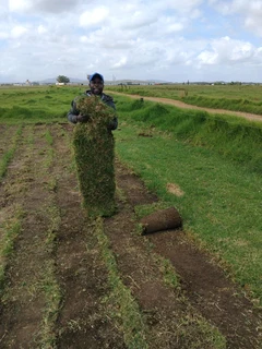Ever green kikuyu grass
