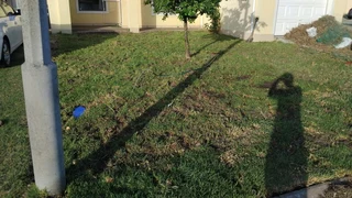 Ever green kikuyu grass