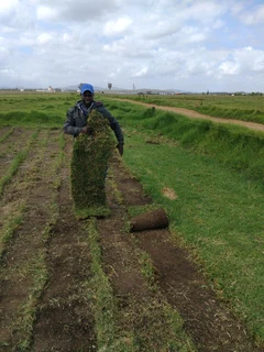 Ever green kikuyu grass