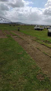 Ever green kikuyu grass