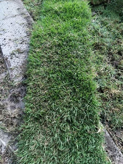 Ever green kikuyu grass