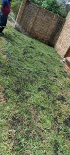 Best kikuyu grass fresh