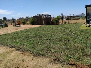 Best kikuyu grass fresh