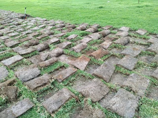 Weeds free lawn grass