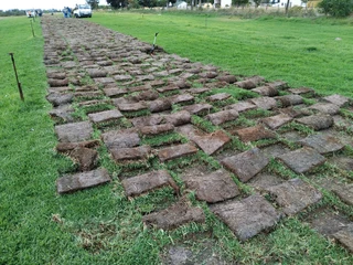 Weeds free lawn grass