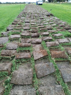 Weeds free lawn grass