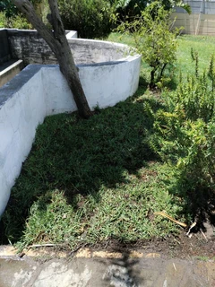 Weeds free lawn grass