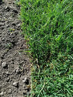 Kikuyu Grass Fresh And Lm Berea