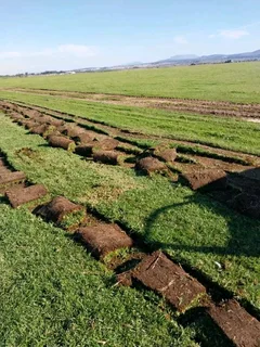 Kikuyu and Berea grass