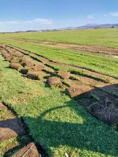 Kikuyu and Berea grass
