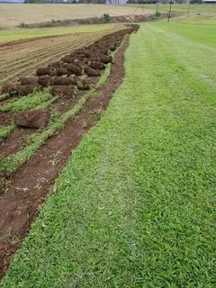 Kikuyu and Berea grass