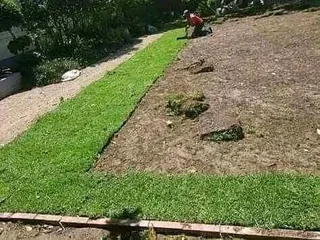 Kikuyu and Berea grass