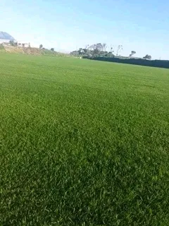 Kikuyu and Berea grass
