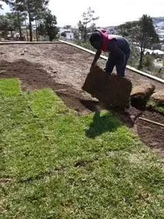 Kikuyu and Berea grass