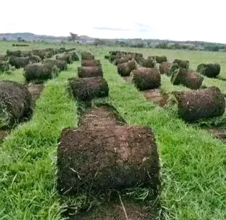 Kikuyu grass