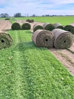 BEREA GRASS AND KIKUYU GRASS