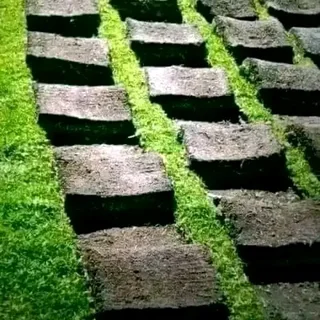 BEREA GRASS AND KIKUYU GRASS