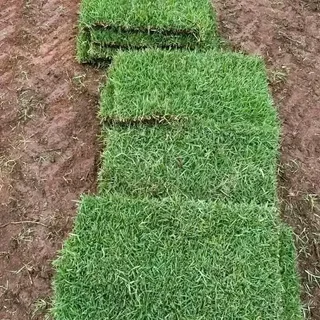 BEREA GRASS AND KIKUYU GRASS