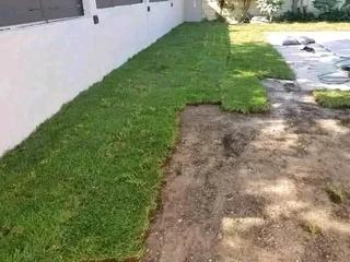 BEREA GRASS AND KIKUYU GRASS