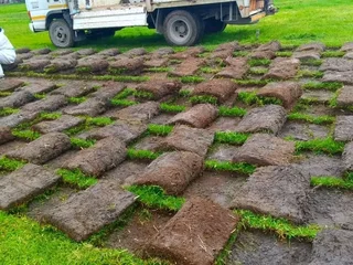 BEREA GRASS AND KIKUYU GRASS