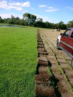 BEREA GRASS AND KIKUYU GRASS