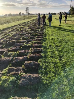 Instant lawn from farm