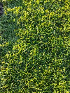 Instant lawn from farm