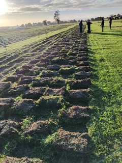 Instant lawn from farm