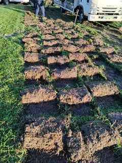 Instant lawn from farm