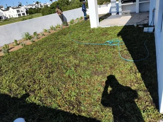 Instant lawn from farm