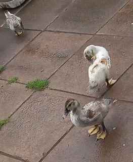 Ducklings - Ad posted by 63