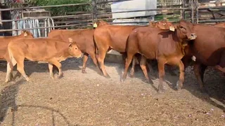 16 Bonsmara Heifers