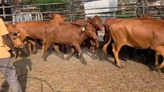 16 Bonsmara Heifers