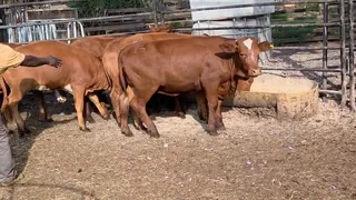 16 Bonsmara Heifers
