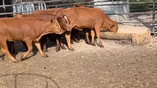 16 Bonsmara Heifers