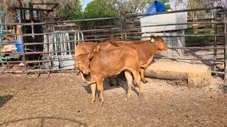 16 Bonsmara Heifers
