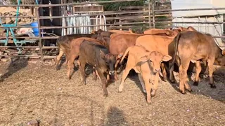 19 Beef calves